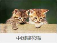 台儿庄区佳世恒数码产品经营部