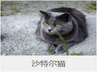 台儿庄区佳世恒数码产品经营部