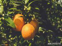 台儿庄区佳世恒数码产品经营部